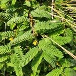 Chamaecrista fallacina Leaf