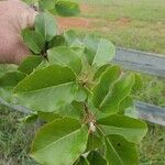 Pyrus calleryanaFolio