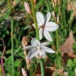 Asphodelus fistulosus 花