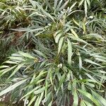 Mahonia fortunei Leaf