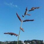 Echinochloa crus-galli 花