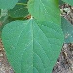 Gmelina arborea Leaf