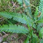 Blechnum spicant葉