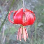 Lilium pomponium Blodyn