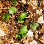 Pyrola asarifolia Blad