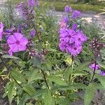 Phlox maculata Flor