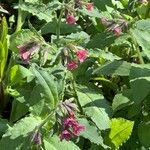 Pulmonaria rubra Цветок