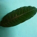 Iryanthera hostmannii Leaf