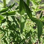 Lythrum salicaria ᱥᱟᱠᱟᱢ