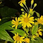 Calea urticifolia Fleur