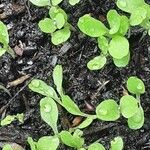 Lactuca sativa Feuille