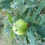 Quercus lusitanicaഫലം