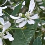 Chamaesyce hypericifolia Цвят