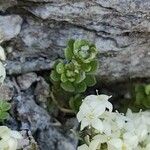 Galium megalospermum Leaf