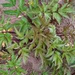 Arracacia xanthorrhiza Yaprak