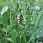 Blysmus compressus Fula