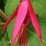 Fuchsia magellanicaफूल