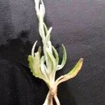 Xeranthemum cylindraceum Hoja