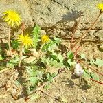 Taraxacum gracilens Vekstform