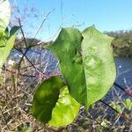 Ipomoea hederifolia Levél