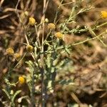 Pulicaria undulata Flor