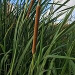 Typha domingensis Folha