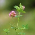 Trifolium grandiflorum List