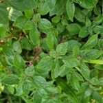 Parietaria judaica Leaf