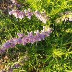 Trichostema lanatum Flor