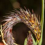 Carex riparia 花