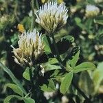 Trifolium ochroleucon Flower