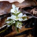 Obolaria virginica Fiore