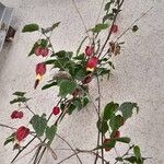 Abutilon megapotamicum Hábito