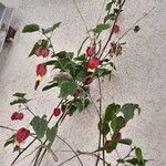 Abutilon megapotamicum Συνήθη χαρακτηριστικά