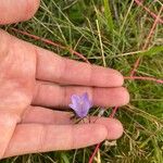 Campanula rotundifolia花