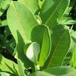 Asclepias latifolia ᱥᱟᱠᱟᱢ