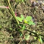 Chenopodium albumFoglia