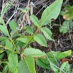 Zanthoxylum chalybeum 葉