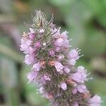 Mentha × rotundifolia Fleur