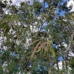 Leucaena leucocephala Ffrwyth