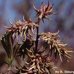 Salix humilis Fruto