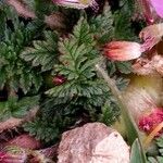 Erodium acaule Hoja