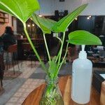 Echinodorus cordifolius Altul/Alta
