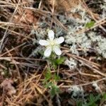 Coptis trifolia Blomma