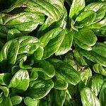 Epilobium tetragonum Leaf