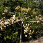 Lomatium howellii Flower