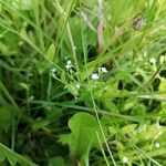 Myosotis laxa Flower