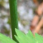 Ranunculus abortivus Bark