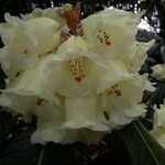 Rhododendron macabeanum Flower