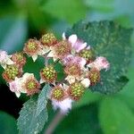 Rubus gratus Плод